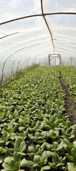 بلاستيك بيت محمي 42م×2.25م تلدين